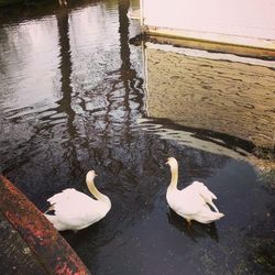 Birds in calm water