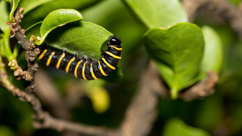 Close-up of insect on plant