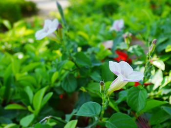 Close-up of flowers blooming outdoors