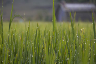 Close-up of fresh green grass in field