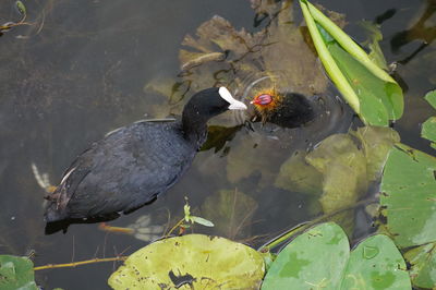 High angle view of ducks swimming in lake