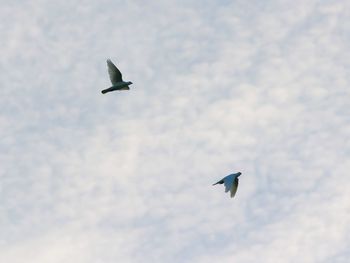 Low angle view of bird flying in sky