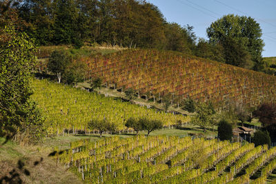 Scenic view of vineyard