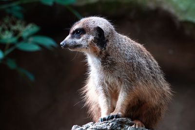 A suricate, a small carnivoran belonging to the mongoose family.