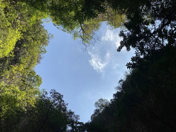 Low angle view of trees against sky