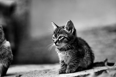 Close-up of a cat looking away