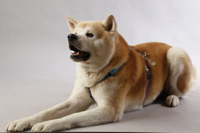 Close-up of dog looking away against white background