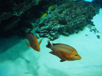 Fish swimming in sea