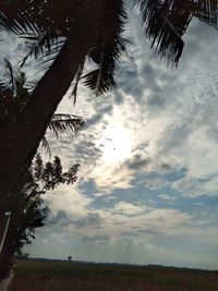 Low angle view of coconut palm trees on field against sky
