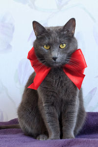 Portrait of cat with ribbon bow sitting on blanket
