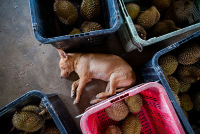 Dog lying down outdoors