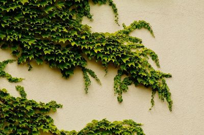 Close-up of ivy on wall