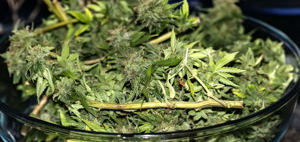 Cannabis flowers freely cut in a bowl