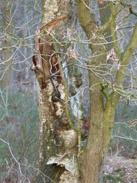 Close-up of spider web on tree trunk