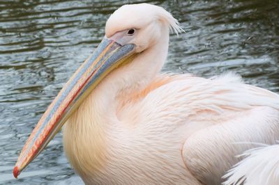 Close-up of pelican by lake