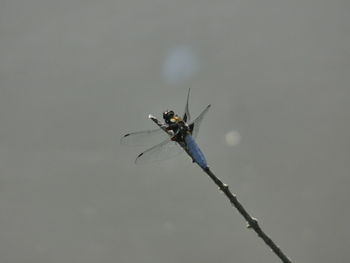 Close-up of insect