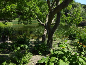 Trees growing in forest