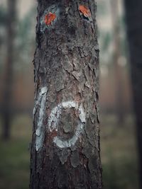 Close-up of tree trunk