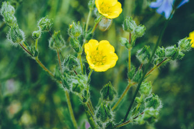 Close-up of yellow flowers