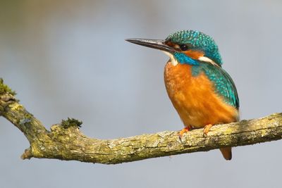 Close-up of kingfisher perching on branch