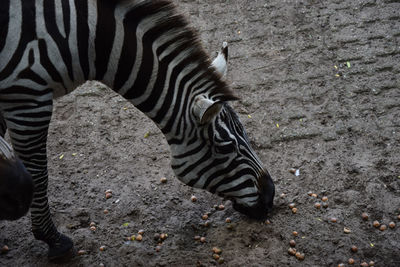 High angle view of zebra standing on field