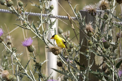Yellow bird perching on thistle plant