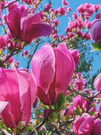 Close-up of pink cherry blossoms in spring