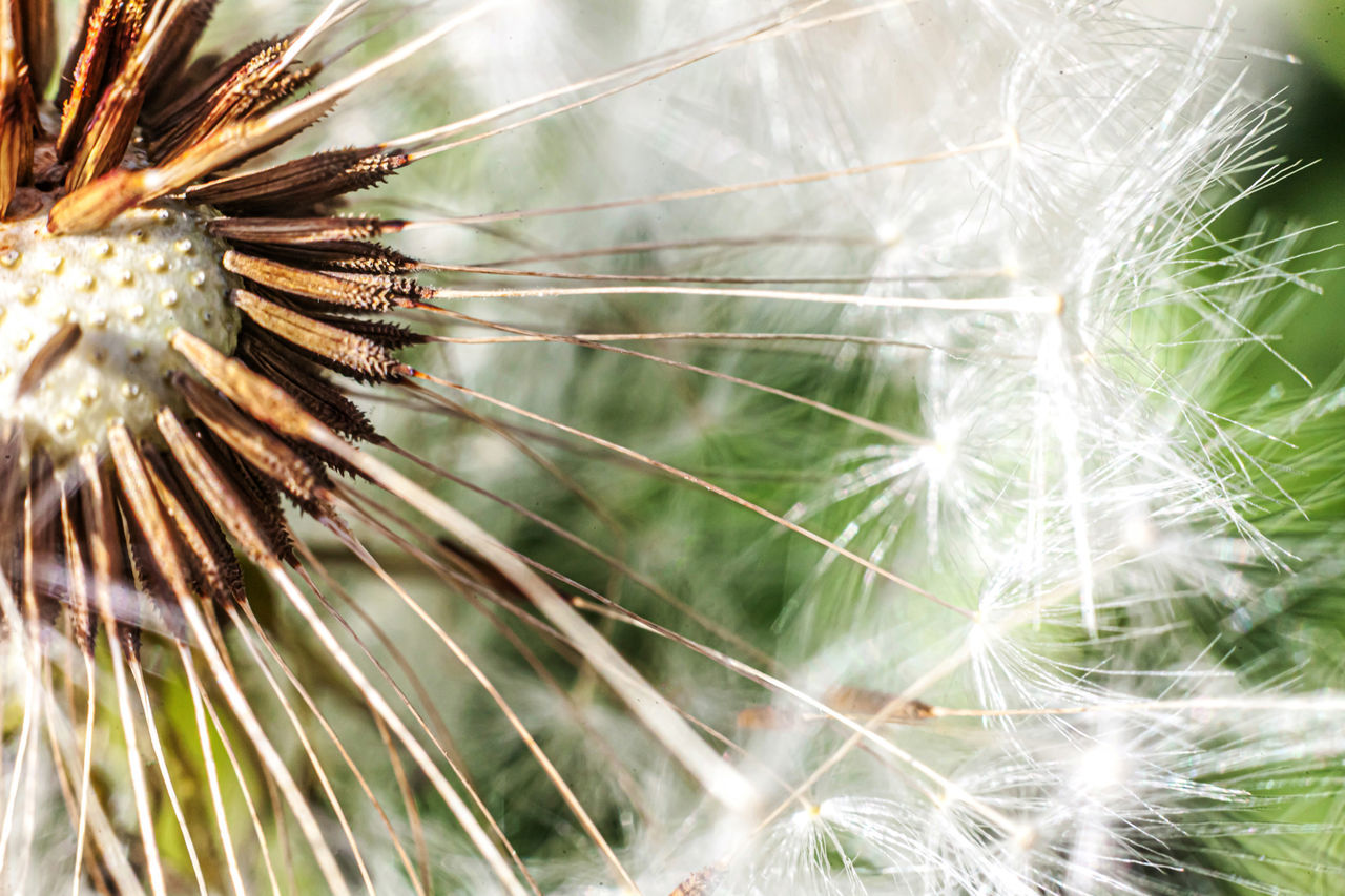 CLOSE-UP OF DANDELION ON PLANT AGAINST WHITE BACKGROUND