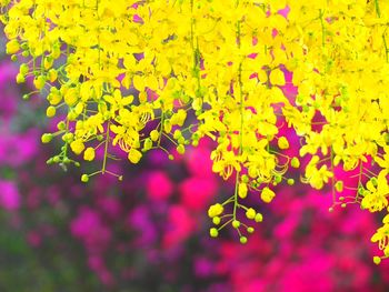 Close-up of yellow maple leaves on plant during autumn