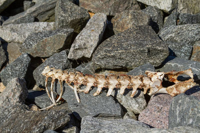 View of crab on rock