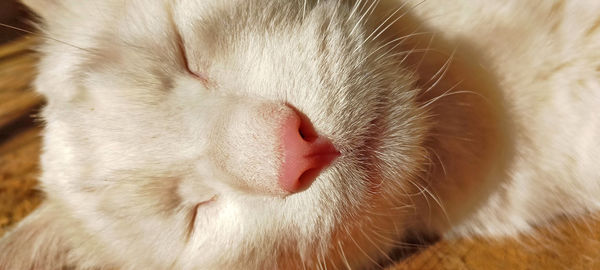 Close-up of cat sleeping