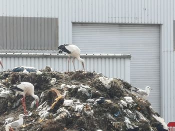 Seagull perching on building