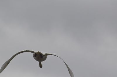 Close-up of bird perching on stem