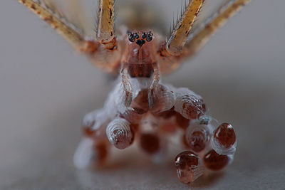 Close-up of spider