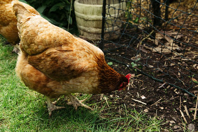 Close-up of rooster on field