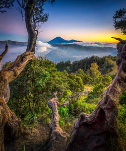 Exotic of bromo