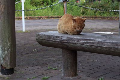 View of an animal sitting on bench