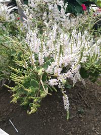 Close-up of plants on tree