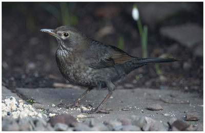 Close-up of bird perching on a field