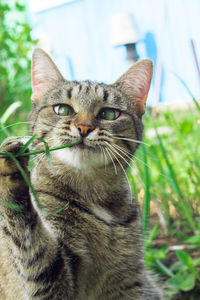 Close-up portrait of tabby by plants