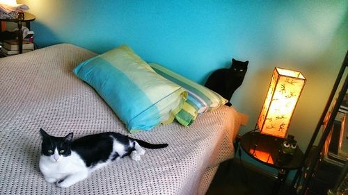 Cat resting on sofa