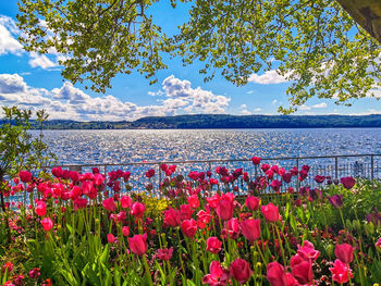 Pink flowering plants by water against sky