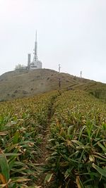 Scenic view of agricultural field against clear sky