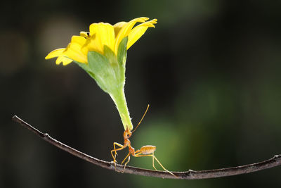 Close-up of insect on yellow flower