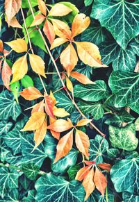 High angle view of maple leaves on plant