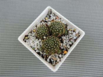 High angle view of succulent plant in container