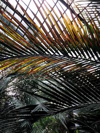 Low angle view of palm tree against sky