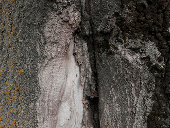 Full frame shot of tree trunk