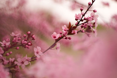 Close-up of pink cherry blossom