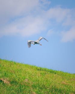 Bird flying over a field